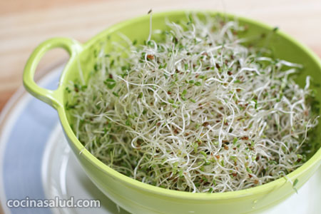 La alfalfa, sus beneficios y cómo germinarla – Cocina Salud